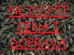 Slunečnice černá 50 kg pytel NEJLEPŠÍ CENA!